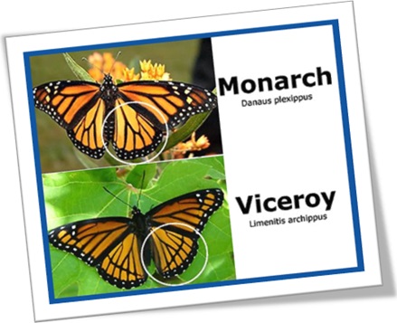 monarch, viceroy, butterfly, borboleta, monarca, vice rei