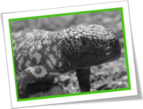 the gila monster, lagarto monstro gila, réptil, arizona