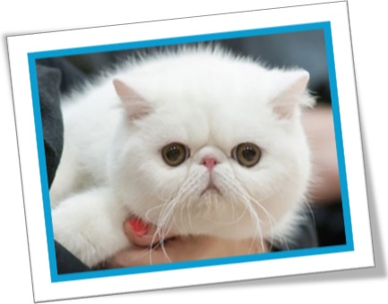 gato branco, animal de estimação, gato fofinho, fluppy cat, pet
