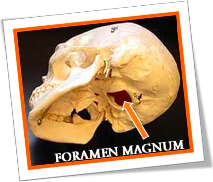 foramen magum, forame magno, anatomia, caveira, human skull