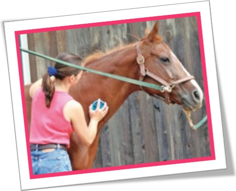 almofaçar cavalo, escovar cavalo, almofaça, mulher escovando cavalo