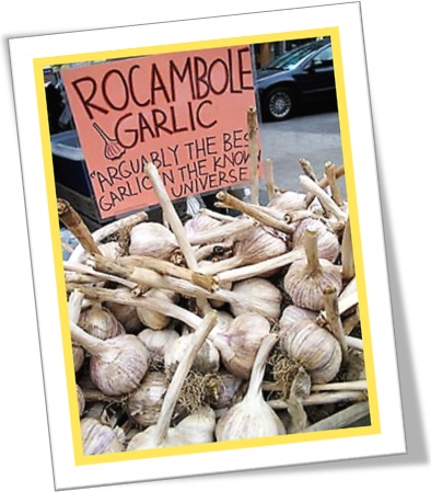 rocambole garlic, alho rocambole, alho espanhol, alho mourisco