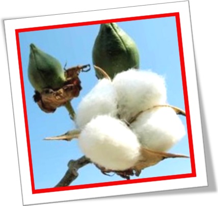 cotton boll, capucho, capulho, casulo, cápsula de algodão