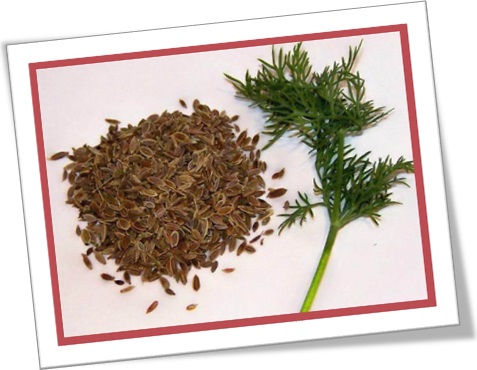 dill seeds, sementes de aneto, endro, endrão, especiarias