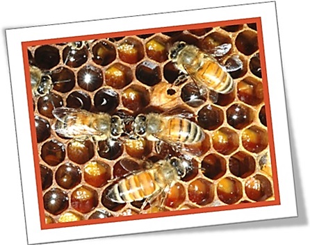 worker queen drone bee hive abelhas operária, rainha, zangão